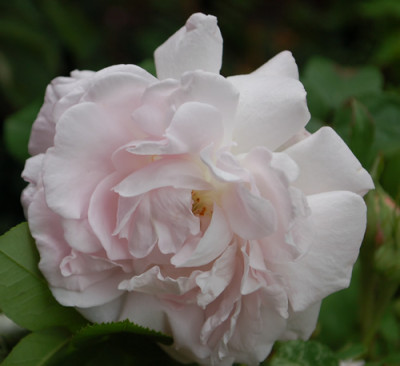 Duchesse_dAngouleme_0010__1021.jpg