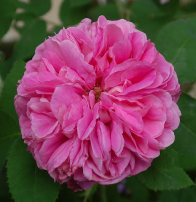 Yolande_dAragon_0010__1025.jpg