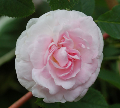 Chloris_0010__1031.jpg