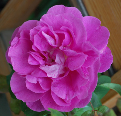 Mme_Scipion_Cochet_0010__1051.jpg