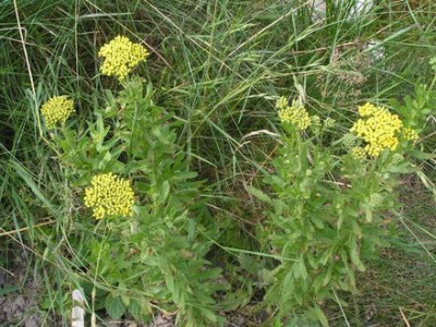Achillea_sp7.jpg