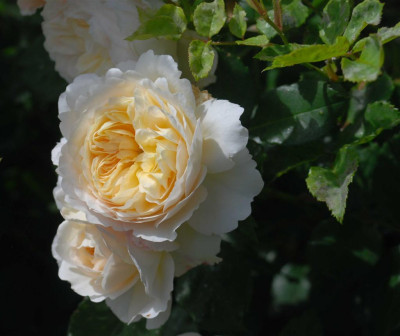 B3839a_Large.JPG