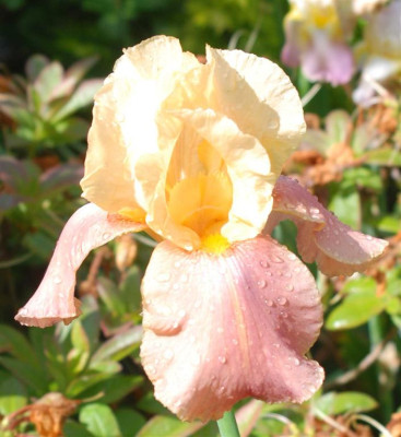 B3832a_Large.JPG
