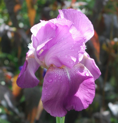 B3841a_Large.JPG