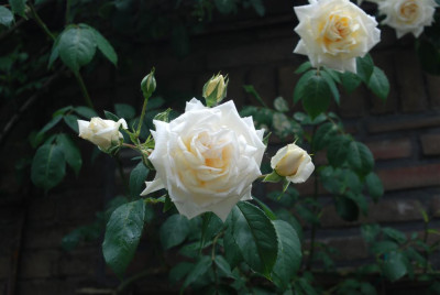 B3856_Large.JPG