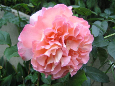 18juni2010_010_Small.jpg