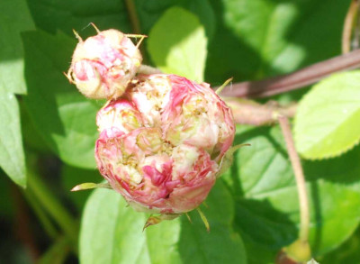 B3859a.JPG