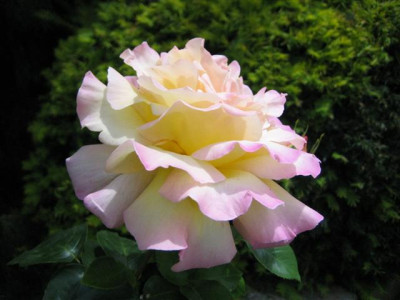 19juni2010_003_Small.jpg