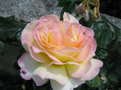 19juni2010_002_Small.jpg