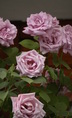 DSC_002.JPG
