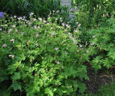 Geranium_x_oxonianum_Samling.jpg