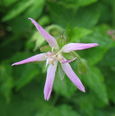 Geranium_x_oxonianum_Samling_Blute.jpg