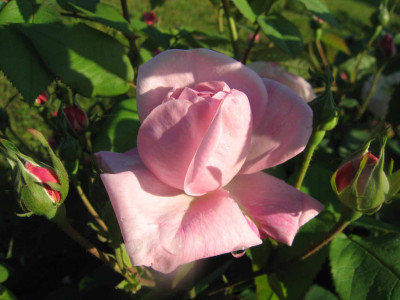 fantinknosp.jpg