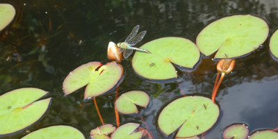 Libelle_0010__1327.jpg