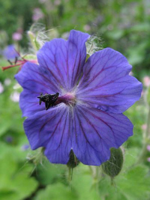 Phil_Vap_oder_platypet_Smlg_Blute.jpg