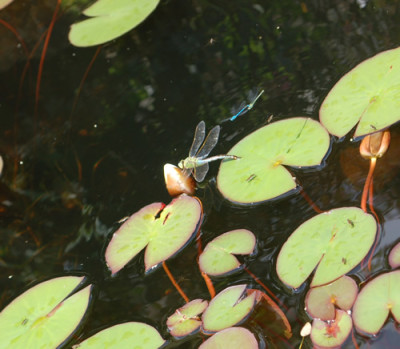 Libellen_0010__1331.jpg