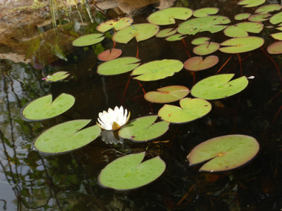 Seerose_0011__1332.jpg