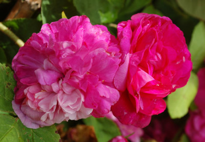 Panachee_de_Lyon_0010__1310.jpg