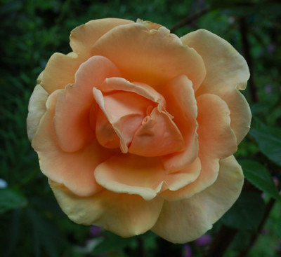 Royal_Sunset_0010__0948.jpg