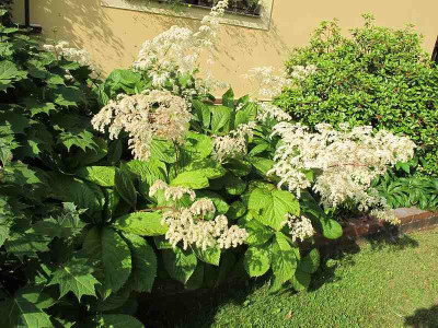 Rodgersia_ue.jpg