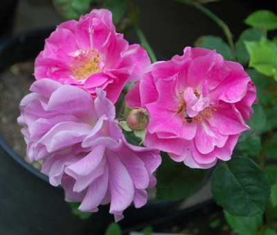 Nur_Mahal_0010__1045.jpg