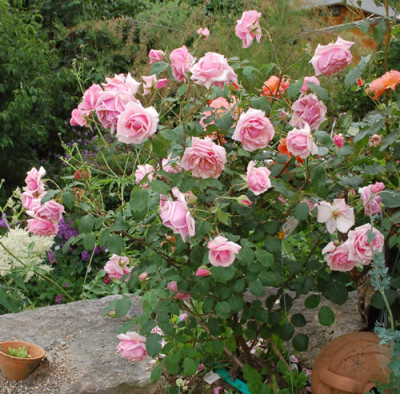 Irene_Bonet_0010__1064.jpg
