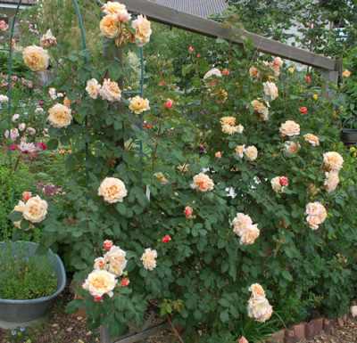 Caramella_0010__1077.jpg