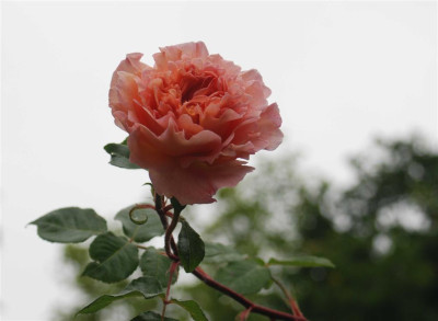 B3865a_Large.JPG