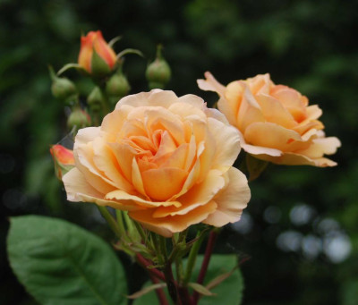 B3867a_Large.JPG