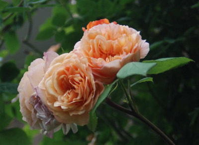 B3868a_Large.JPG