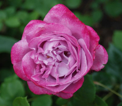 B3869.aJPG_Large.jpg