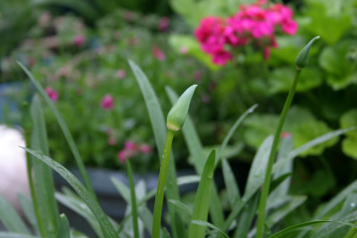 Agapanthus2910.jpg