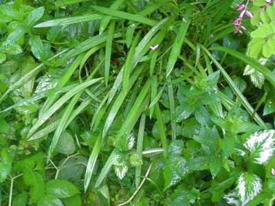 Agapanthus-Laub_IMG_6463.jpg