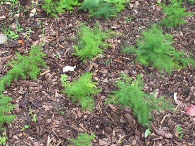 asparagus_tenuifolius_20_ju.jpg