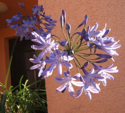 Agapanthus_17-6-10_.JPG
