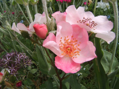 Sweet_Pretty_Allium_christophii.JPG