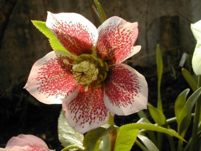 helleborus_schmetterling.jpg
