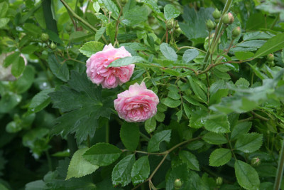 Rose_Pink_Gislainde_de_Felingonde0110.jpg