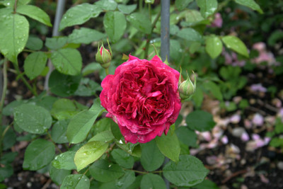 Rose_William_Shakespeare0310.jpg