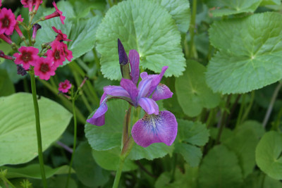 Iris_sib.1310.jpg