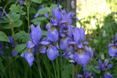 Iris_sib.1410.jpg