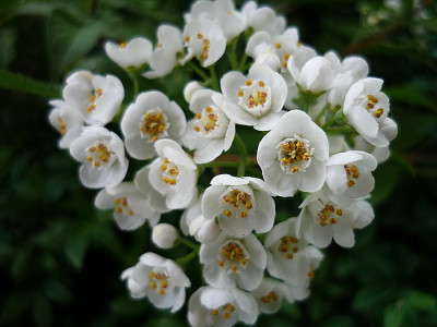 Deutzia.jpg