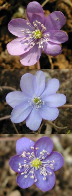 hepaticafunde.jpg