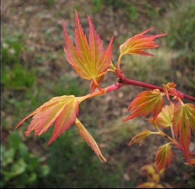 Acer_Katsura_1.jpg