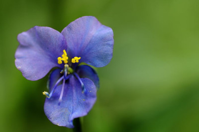 Commelina_im_Juni.JPG