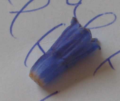 symphytum-caucasicum2010d.jpg