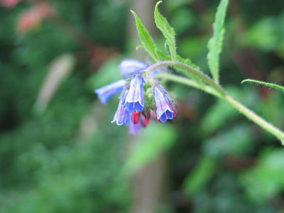 symphytum-caucasicum2010c.jpg