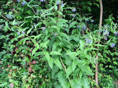 symphytum-caucasicum2010b.jpg