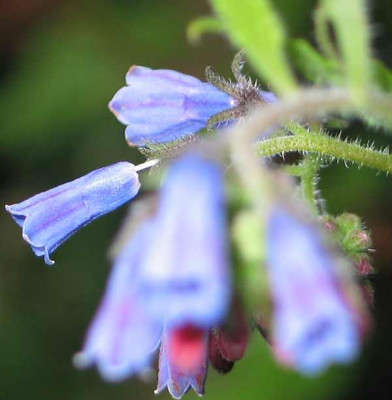 symphytum-caucasicum2010f.jpg