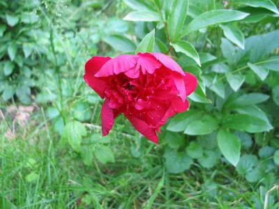 p.lactiflora-dunkelrot.jpg
